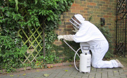 Wespennest verwijderen - Wespenaanpak - wespen verdelger, wespen verjager, wespen bestrijder, wespen verdelgen, wespen verjagen, wespen bestrijden, wespen bestrijding