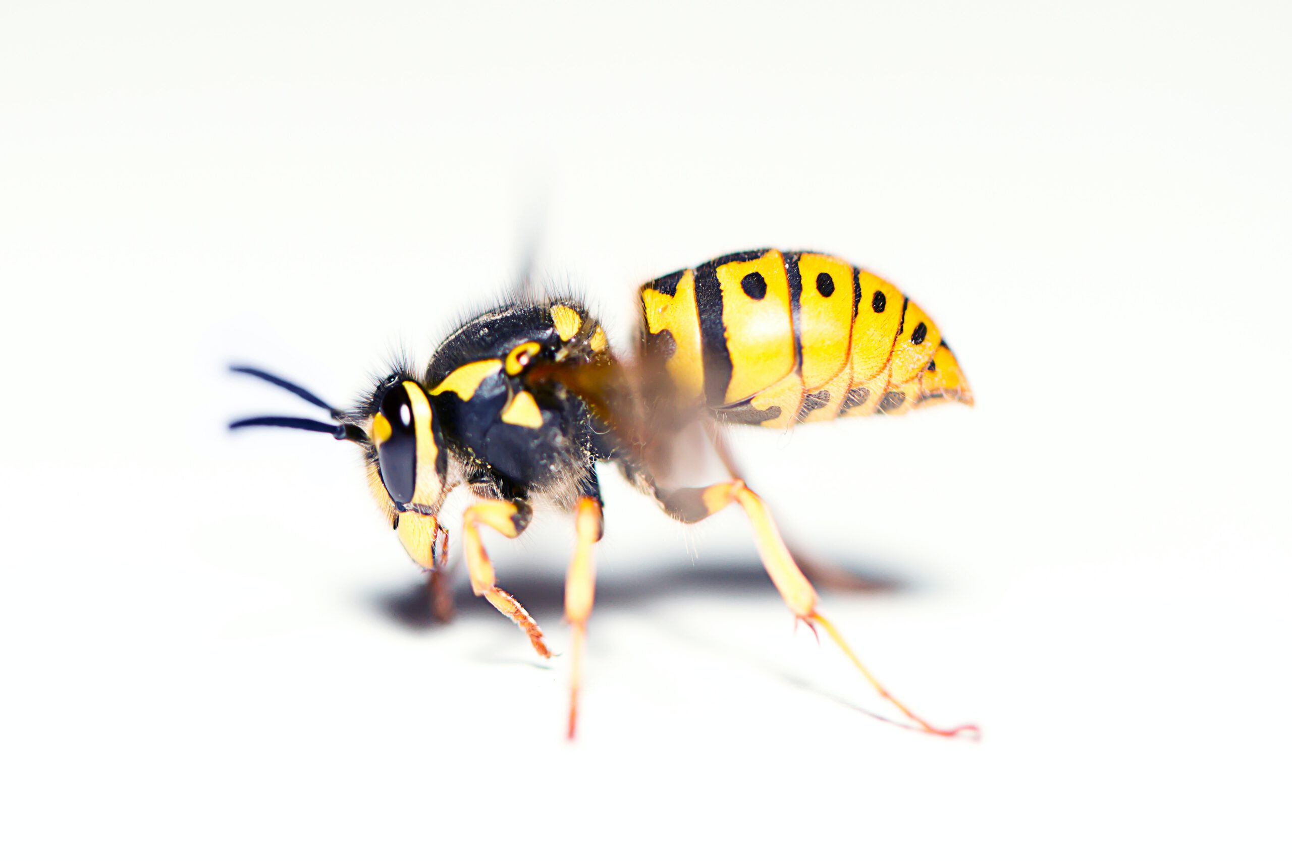 Wespennest verwijderen - Wespenaanpak - wespen verdelger, wespen verjager, wespen bestrijder, wespen verdelgen, wespen verjagen, wespen bestrijden, wespen bestrijding
